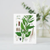 胡麻 ポストカード (スタンド正面)