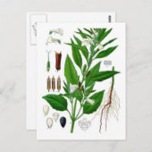 胡麻 ポストカード (正面/裏面)