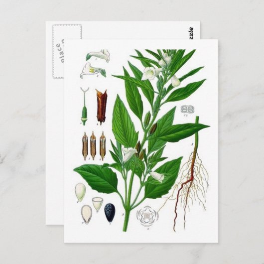 胡麻 ポストカード (正面/裏面)