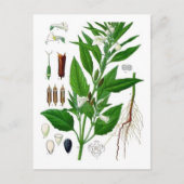 胡麻 ポストカード (正面)