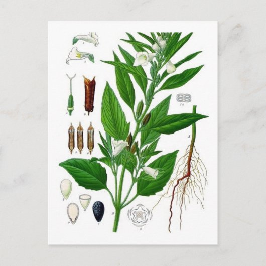 胡麻 ポストカード (正面)