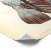 胸と肩の筋肉の解剖学プリント ポスター (角)