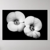 胸冠 ポスター (正面)