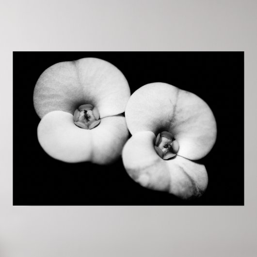 胸冠 ポスター (正面)