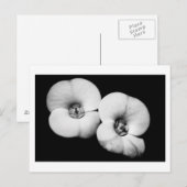 胸冠 ポストカード (正面/裏面)