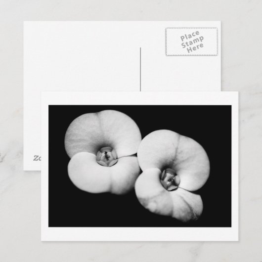 胸冠 ポストカード (正面/裏面)