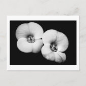 胸冠 ポストカード (正面)