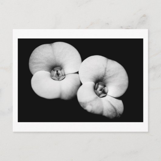 胸冠 ポストカード (正面)