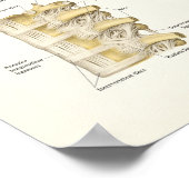 胸椎と椎骨の解剖学 ポスター (角)
