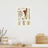 胸椎と椎骨の解剖学 ポスター (キッチン)