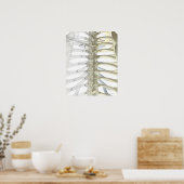 胸椎骨2 ポスター (キッチン)