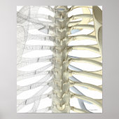 胸椎骨2 ポスター (正面)