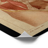 胸腔ヴィンテージヒト解剖学プリント ポスター (角)