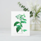 胸腺ヘリオトロピウム ポストカード (スタンド正面)