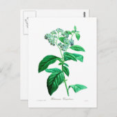 胸腺ヘリオトロピウム ポストカード (正面/裏面)