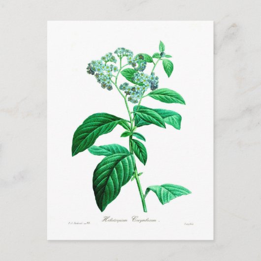 胸腺ヘリオトロピウム ポストカード (正面)