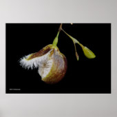 胸膜下垂体 ポスター (正面)