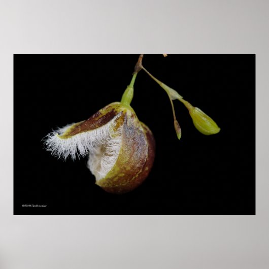 胸膜下垂体 ポスター (正面)