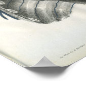 胸部解剖学プリント ポスター (角)