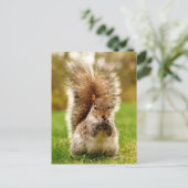 脂肪リス ポストカード (スタンド正面)