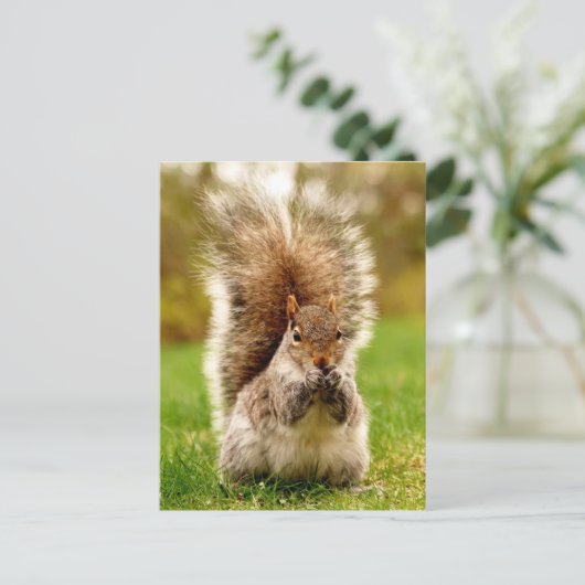 脂肪リス ポストカード (スタンド正面)
