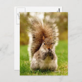 脂肪リス ポストカード (正面/裏面)