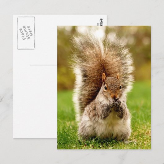 脂肪リス ポストカード (正面/裏面)