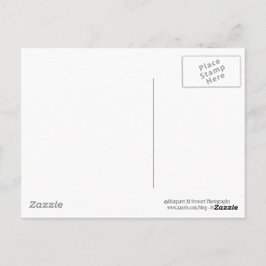 脂肪リス ポストカード (裏面)