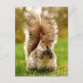 脂肪リス ポストカード (正面)