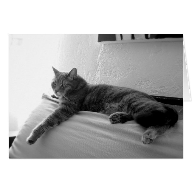 脂肪質の虎猫猫 (正面横)