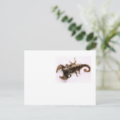 脅迫葉書（蠍） ポストカード (スタンド正面)