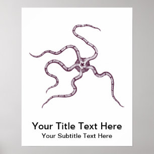 脆性星 – ヘビ星 – 海洋生物学 ポスター