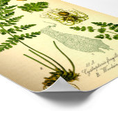 脆性膀胱シダ(Cystopteris fragilis) ポスター (角)