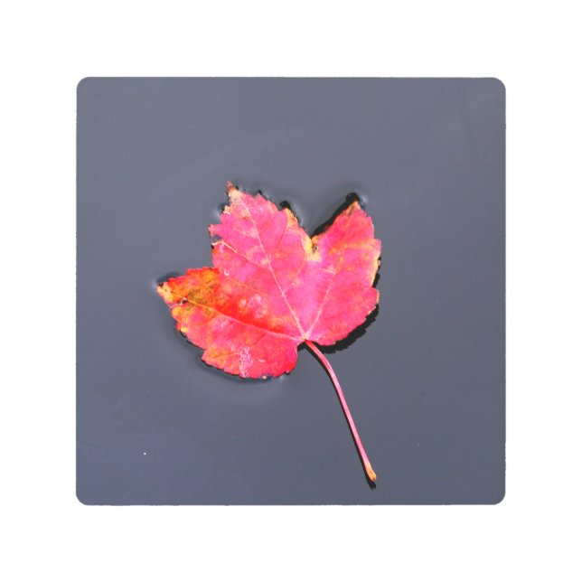 脇に赤い葉 メタルプリント (正面)