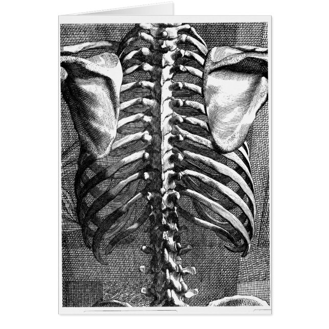 脊柱およびribcageのヴィンテージの引くこと (正面)