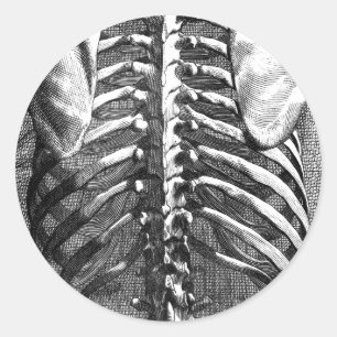 脊柱およびribcageのヴィンテージの引くこと ラウンドシール