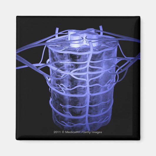 脊柱の一部を取り囲む動脈 マグネット (正面)