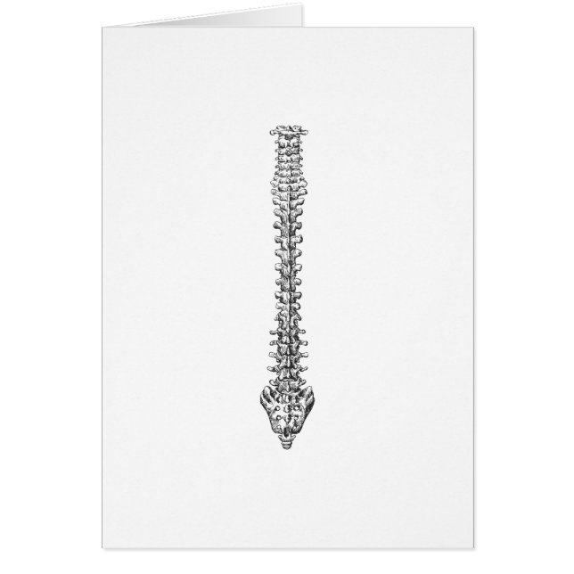 脊柱の灰色 (正面)