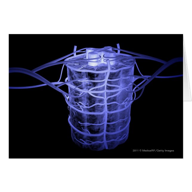 脊柱の部分を囲む動脈 (正面横)