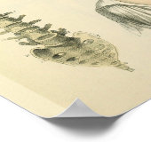 脊柱椎解剖学プリント ポスター (角)