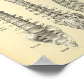 脊柱解剖学プリント ポスター (角)