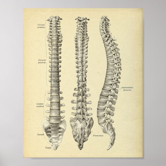 脊柱解剖学プリント ポスター (正面)