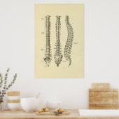 脊柱骨解剖学プリント ポスター (キッチン)