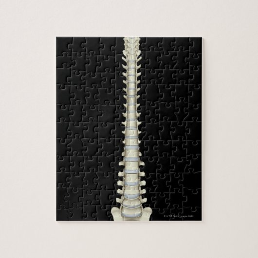 脊柱2 ジグソーパズル (縦)