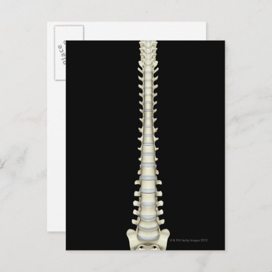 脊柱2 ポストカード (正面/裏面)