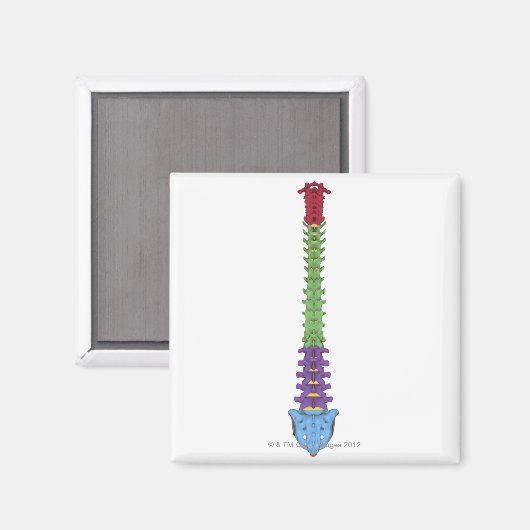 脊柱2 マグネット (正面/裏面)