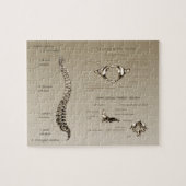 脊柱 ジグソーパズル (横)