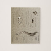 脊柱 ジグソーパズル (縦)