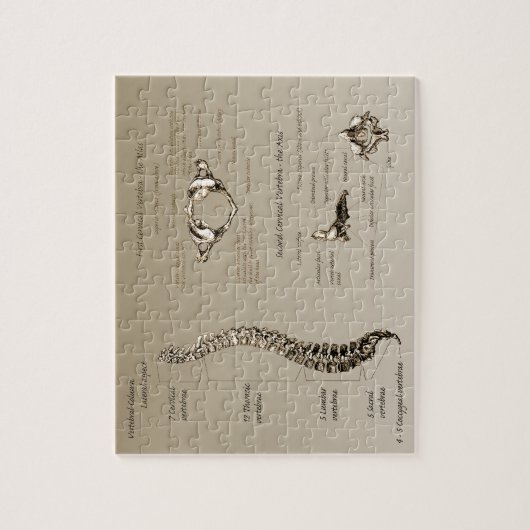 脊柱 ジグソーパズル (縦)