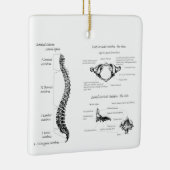 脊柱 セラミックオーナメント (右)